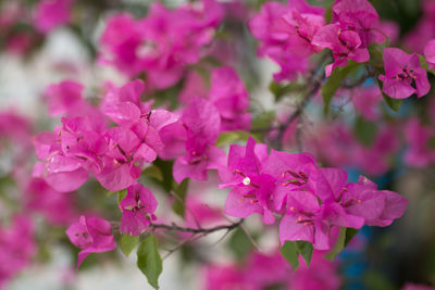 Close-up of pink flowers