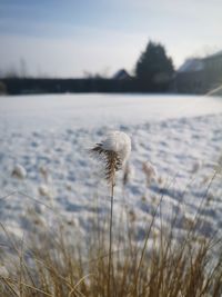 Close-up of dandelion on field against sky