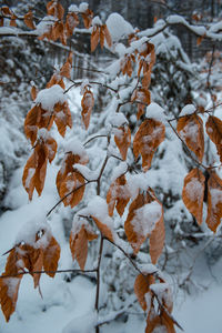 Close-up of snow covered leaves during winter