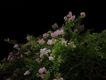 Flowers growing at night