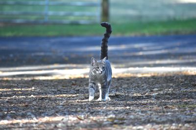 Portrait of a cat walking on a land