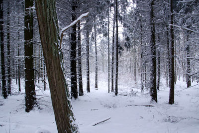 Trees in forest during winter