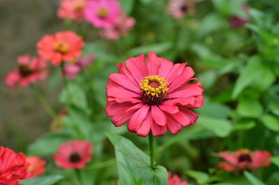 Close-up of pink flower