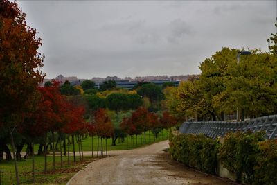 View of trees in park