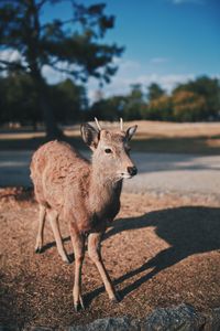 Deer standing on a field