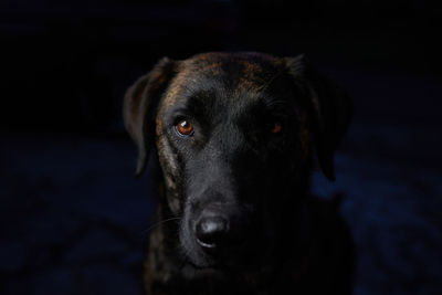 Dog portrait in the dark