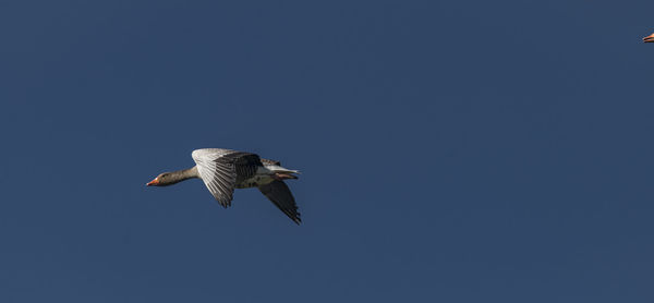 Low angle view of bird flying against clear blue sky