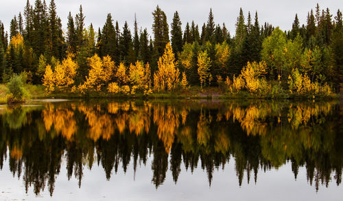 Reflection
