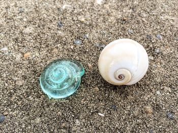Close-up of shell on ground