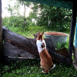 Dog relaxing on grass
