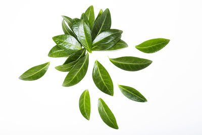 Close-up of plant against white background