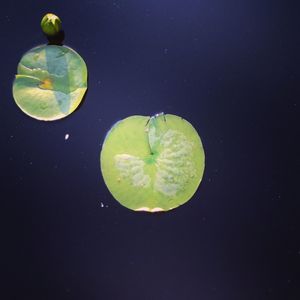 High angle view of lemon on table against black background