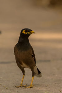 Close-up of bird perching on a land