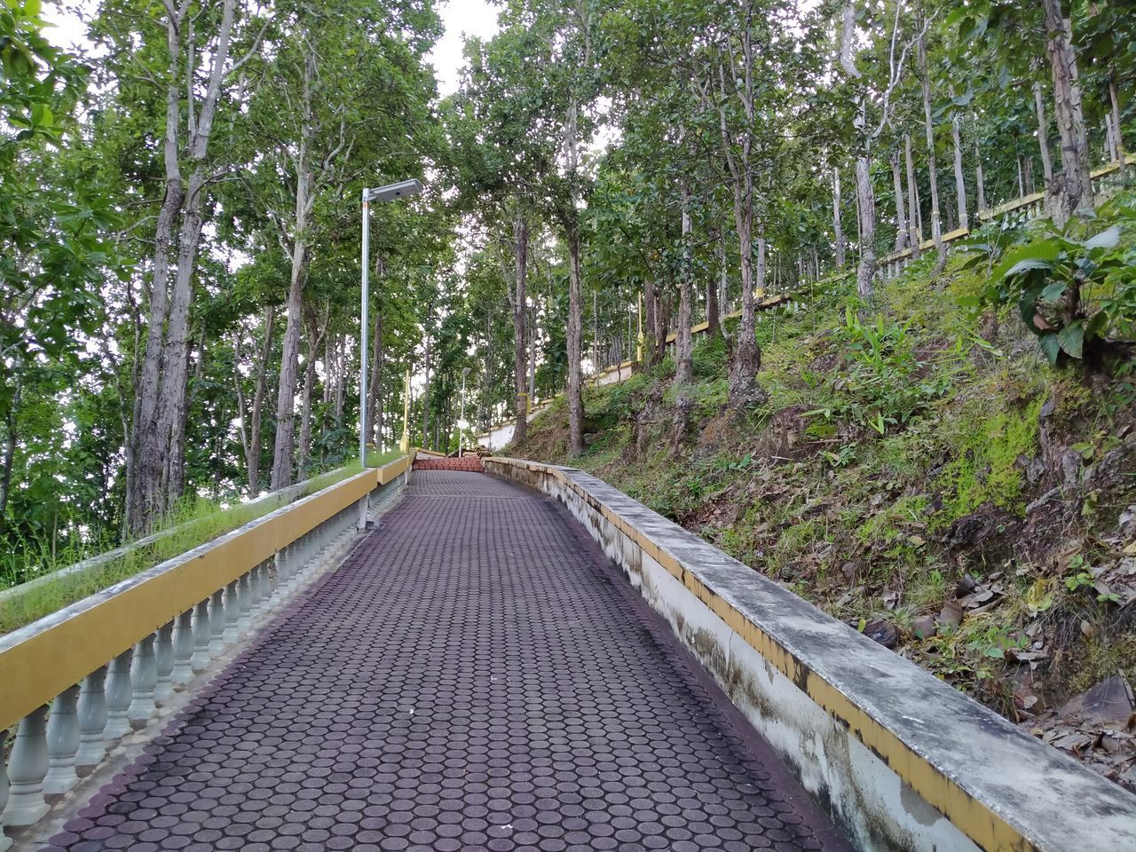 NARROW FOOTBRIDGE ALONG TREES