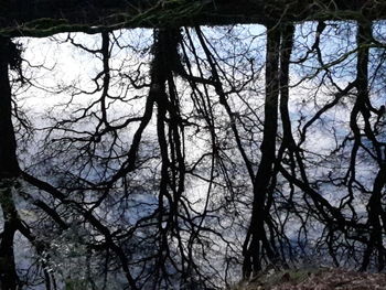 Low angle view of bare trees in forest during winter