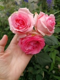 Close-up of hand holding pink rose