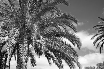 Low angle view of palm trees against sky