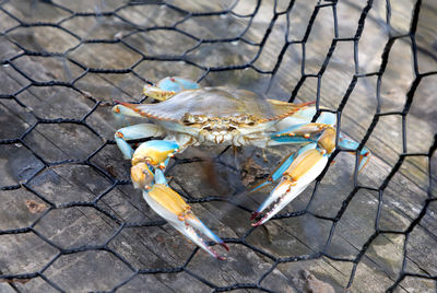 Blue crab caught in the net, gulf of mexico