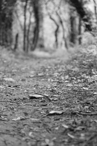 Close-up of road in forest