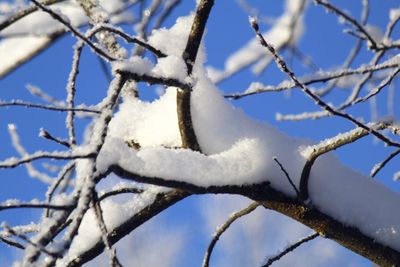 Close-up of snow on tree branch against sky