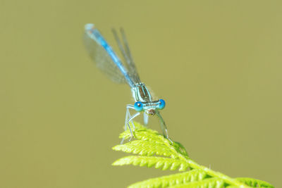 Close-up of a grasshopper