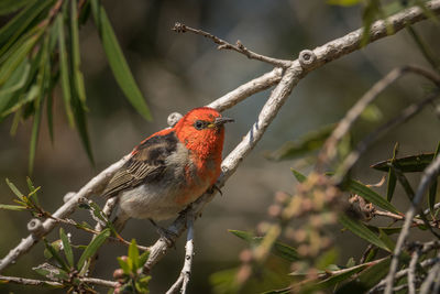 Close-up of bird perching on branch