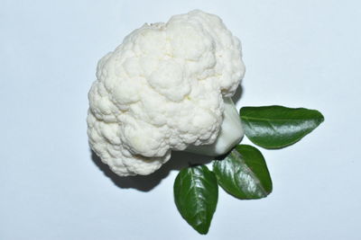 Close-up of pumpkin against white background