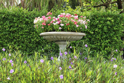 Purple flowering plants in garden