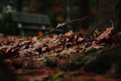 Close-up of grass in forest