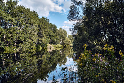 Scenic view of forest against sky