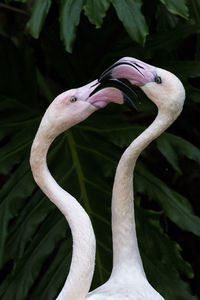 Close-up of flamingos against plants