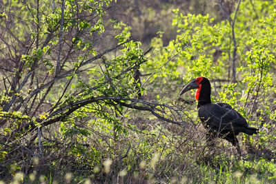 Bird perching on a tree