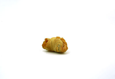 Close-up of shell over white background