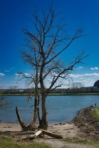 Bare tree by lake against blue sky