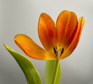 Close-up of orange flower against white background