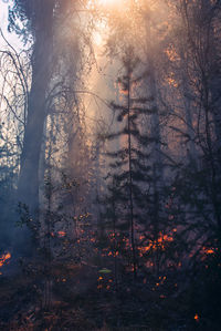 Trees and plants in forest