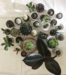 Directly above shot of succulent plants on table