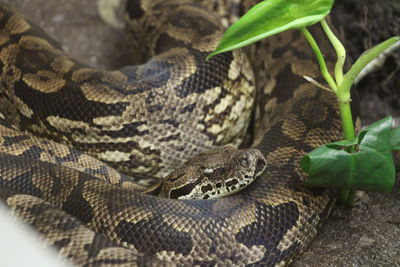 Close-up of great snake on leaf