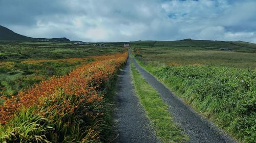 Scenic view of grassy field against sky