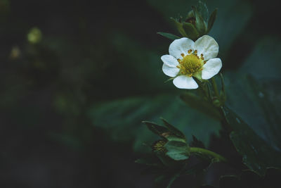 Close-up of white flowering plant