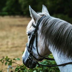 Close-up of horse