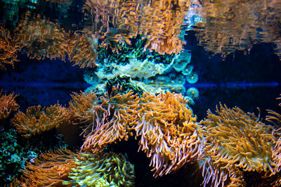 Close-up of fish swimming in lake