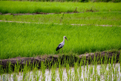 Bird perching on a field