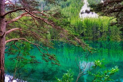 Reflection of trees in lake