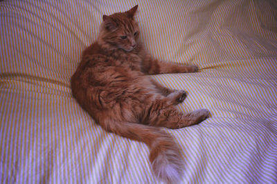 High angle view of cat relaxing on floor