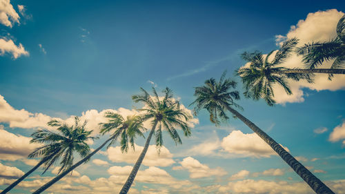 Low angle view of coconut palm tree against sky