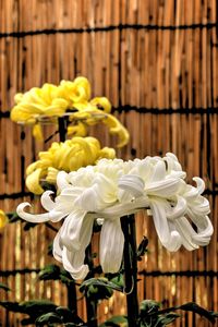 Close-up of yellow flowers