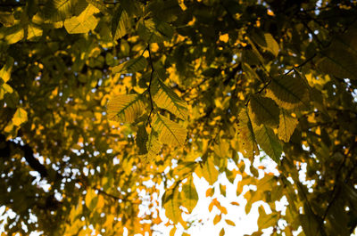 Tree branches against yellow leaves