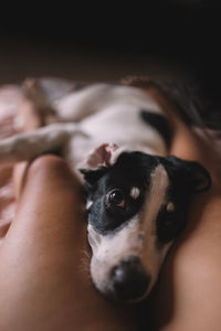 Close-up of dog against black background