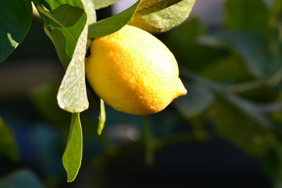 Close-up of fruit on tree